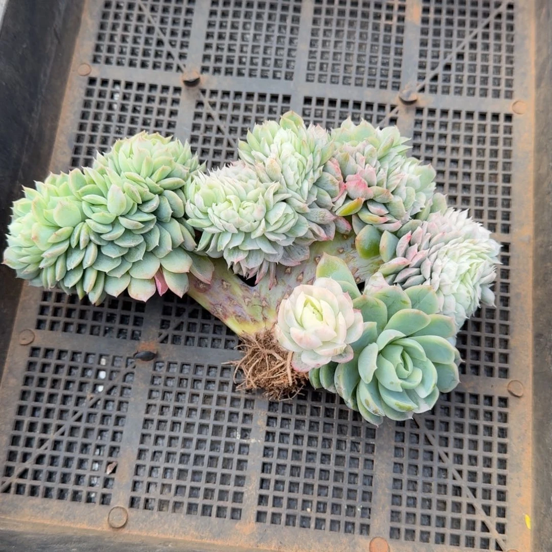 冰梅缀锦上园艺一物一拍