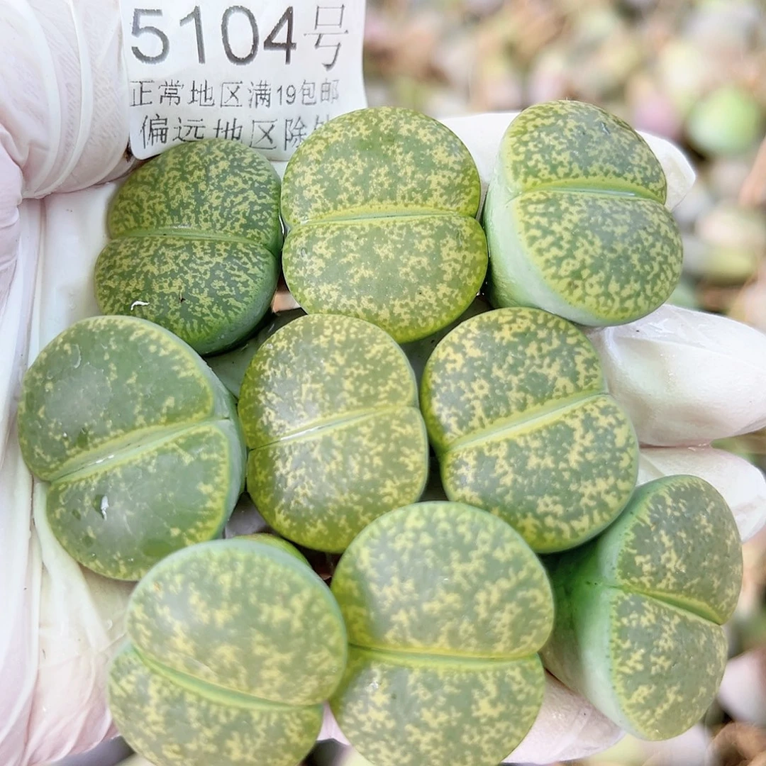 5104 好养易活生石花大母本9个2.5cm
