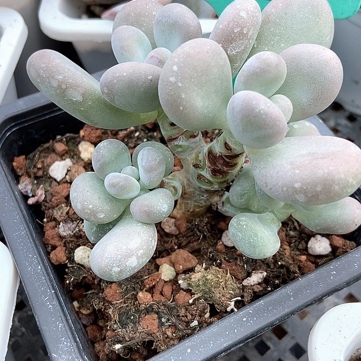 多肉植物大叶奶1881