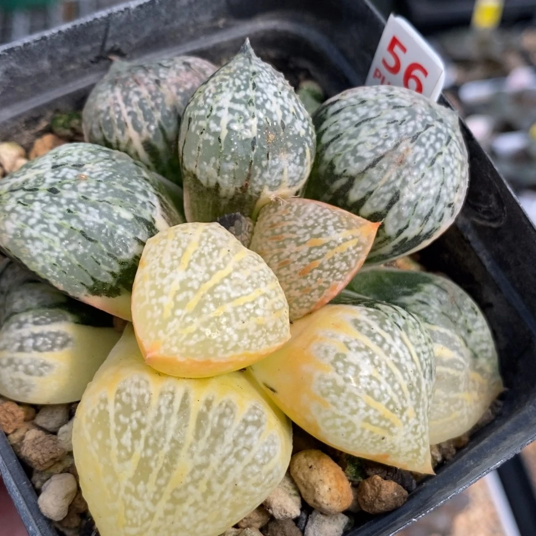 56实生丸叶白银锦一物一拍