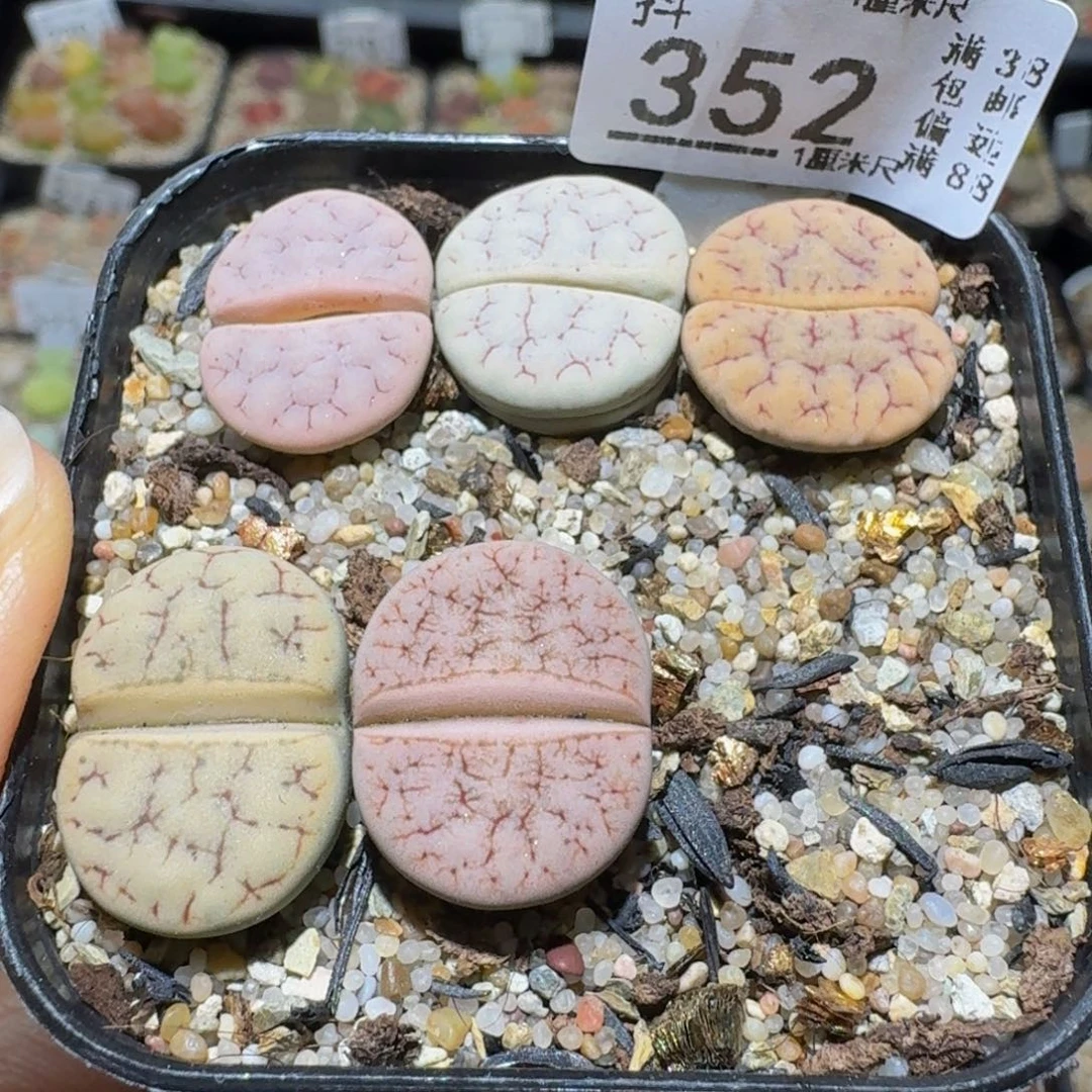 Sssss精品生石花352