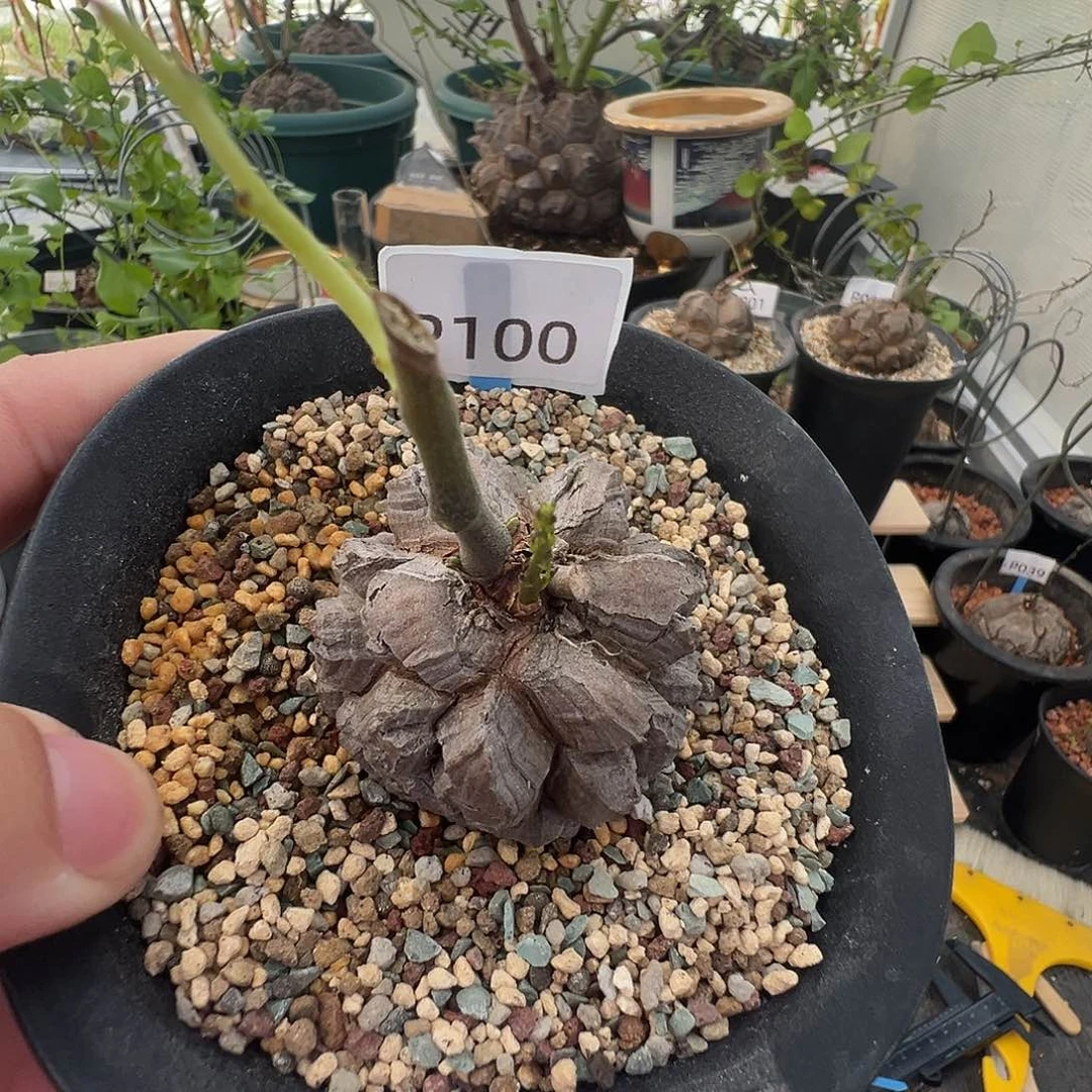 多肉植物专拍 一物一拍 南非龟甲龙100