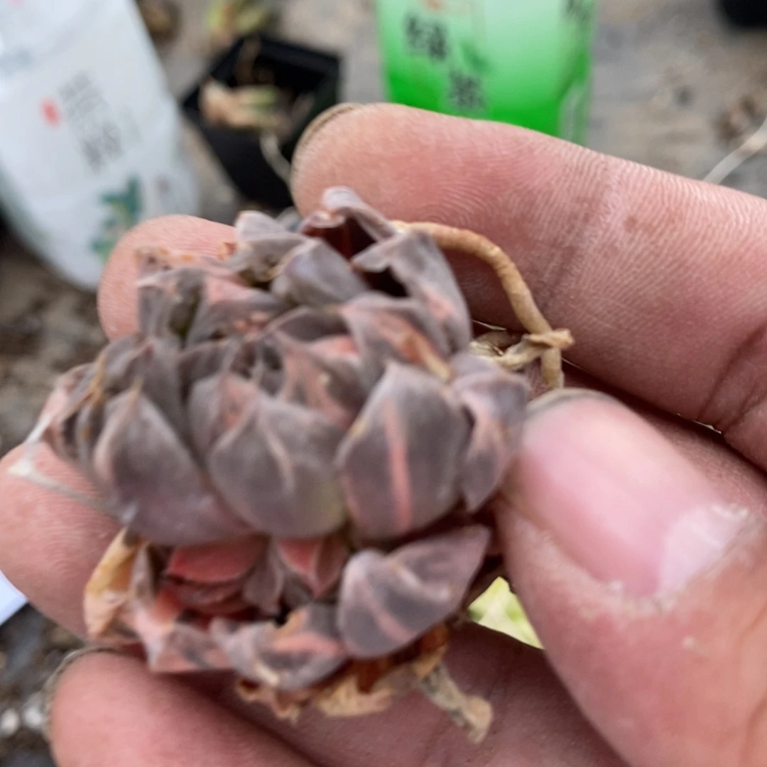 2535 一颗雨露锦 超级福利