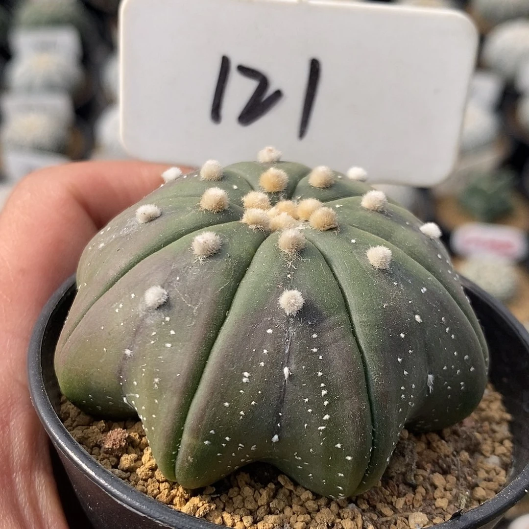 121福利特价来了特价来了