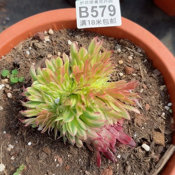 桃**主多肉法师金丝局缀化