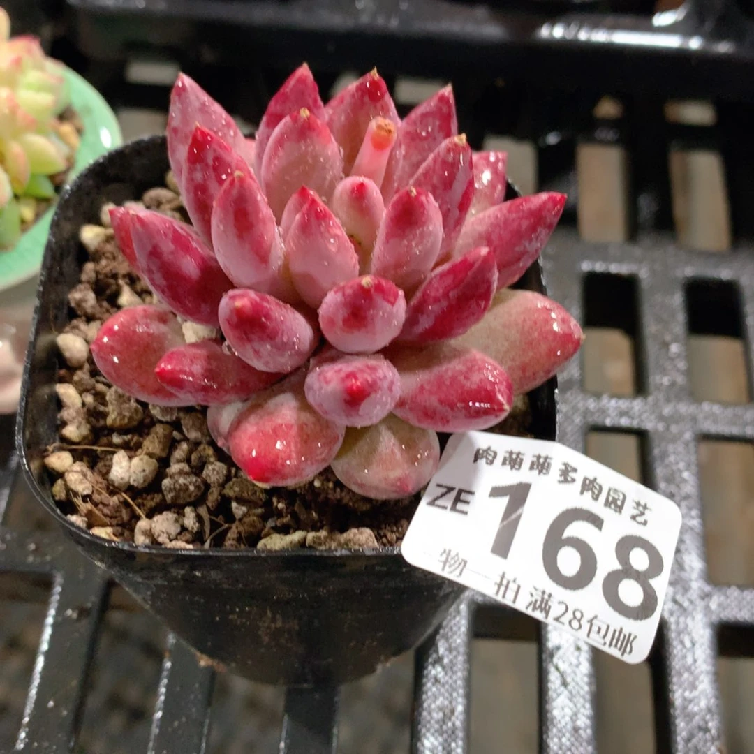 肉萌萌拇指盆精控多肉ZE168