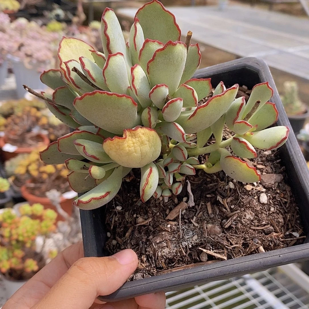 小叶白眉多头精品特价