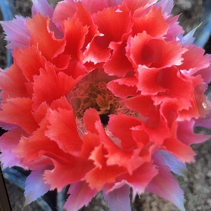 凤七侧芽4公分彩草
