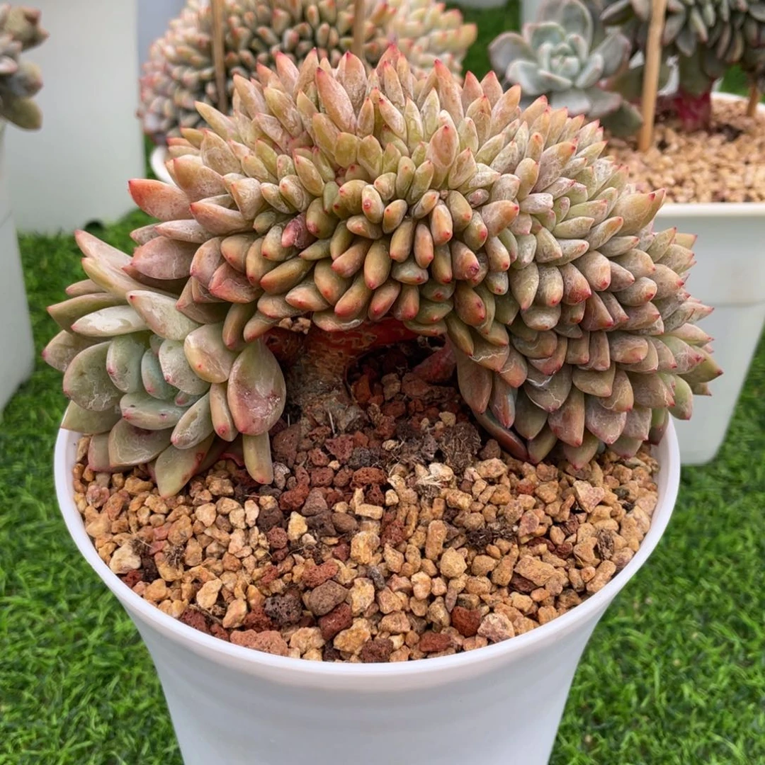 雪天使缀化 多肉植物