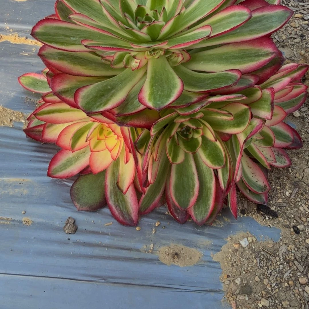 樱**子174荔枝到秋天。多肉植物