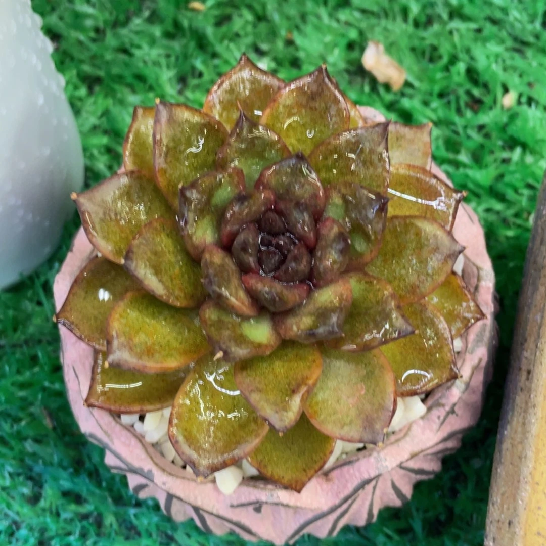 多肉植物盆栽多肉27