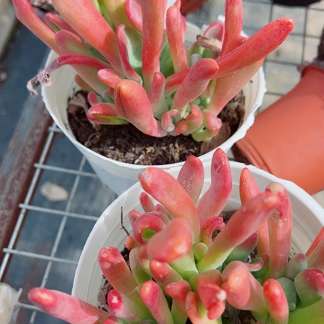 火狐狸多头群生老桩特价