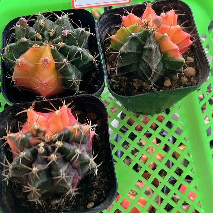 大部分花苞少量开放