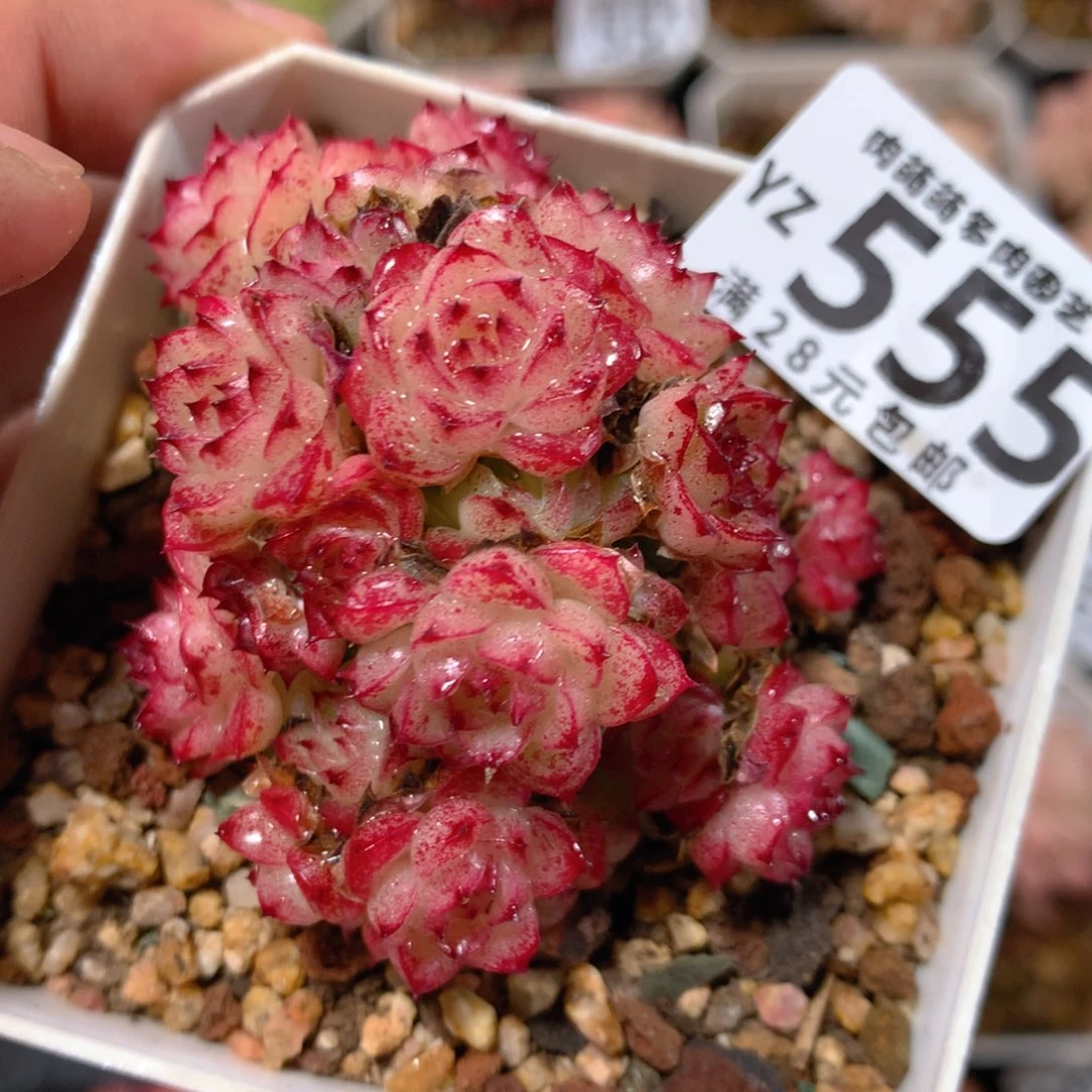 5CM拇指盆精控多肉YZ555