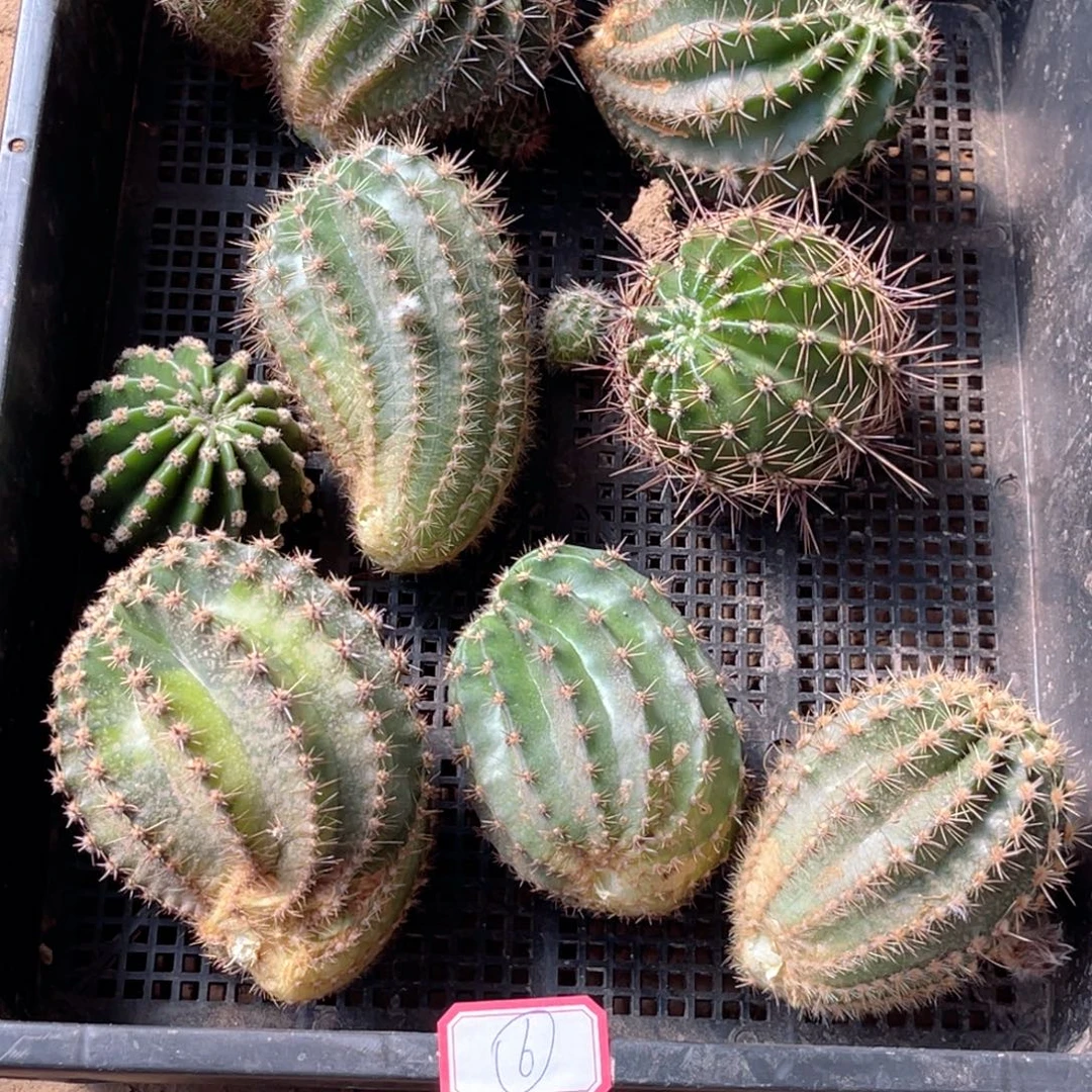彩草 筐拍 8个 品 无根 侧芽