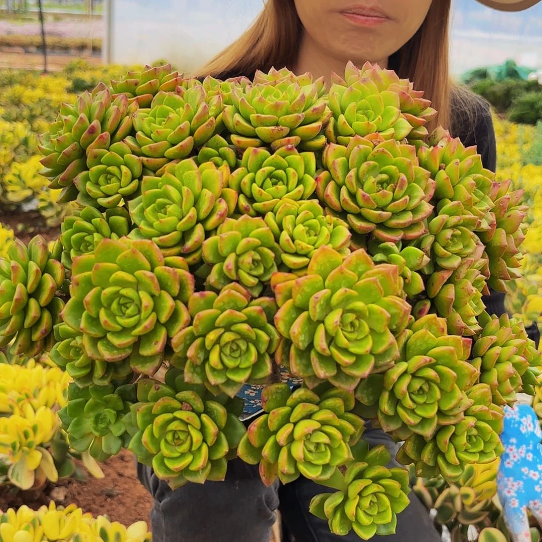 火焰迪亚25公分多肉植物