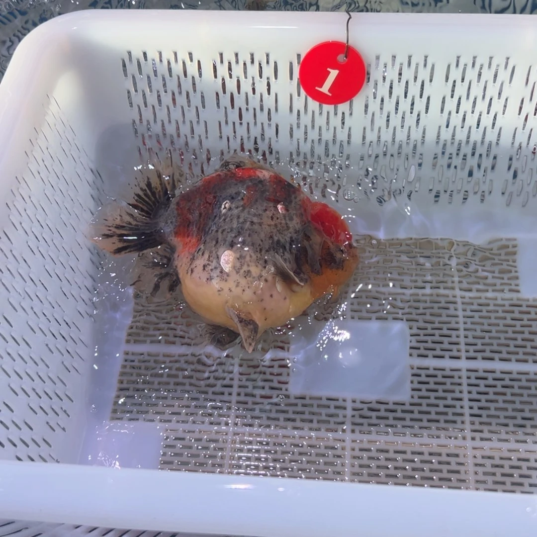 飘***仙海水鱼你好意思的不给人家