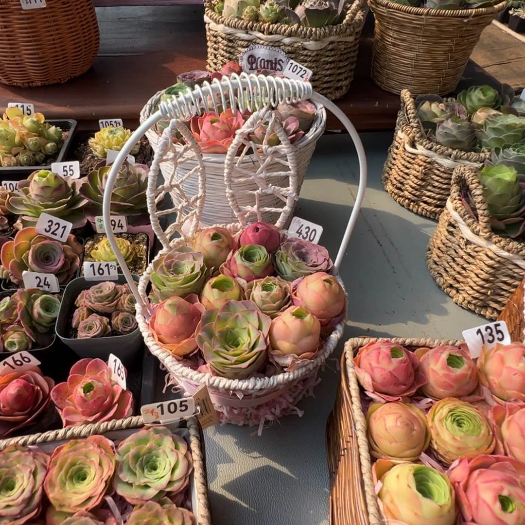 o****u花篮430山地玫瑰多肉