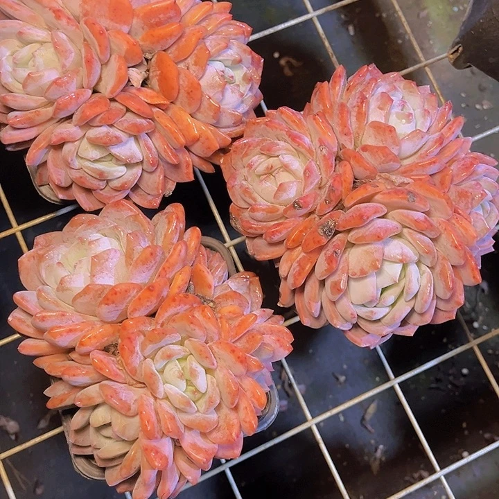 我要的东西不在身边都没有啦