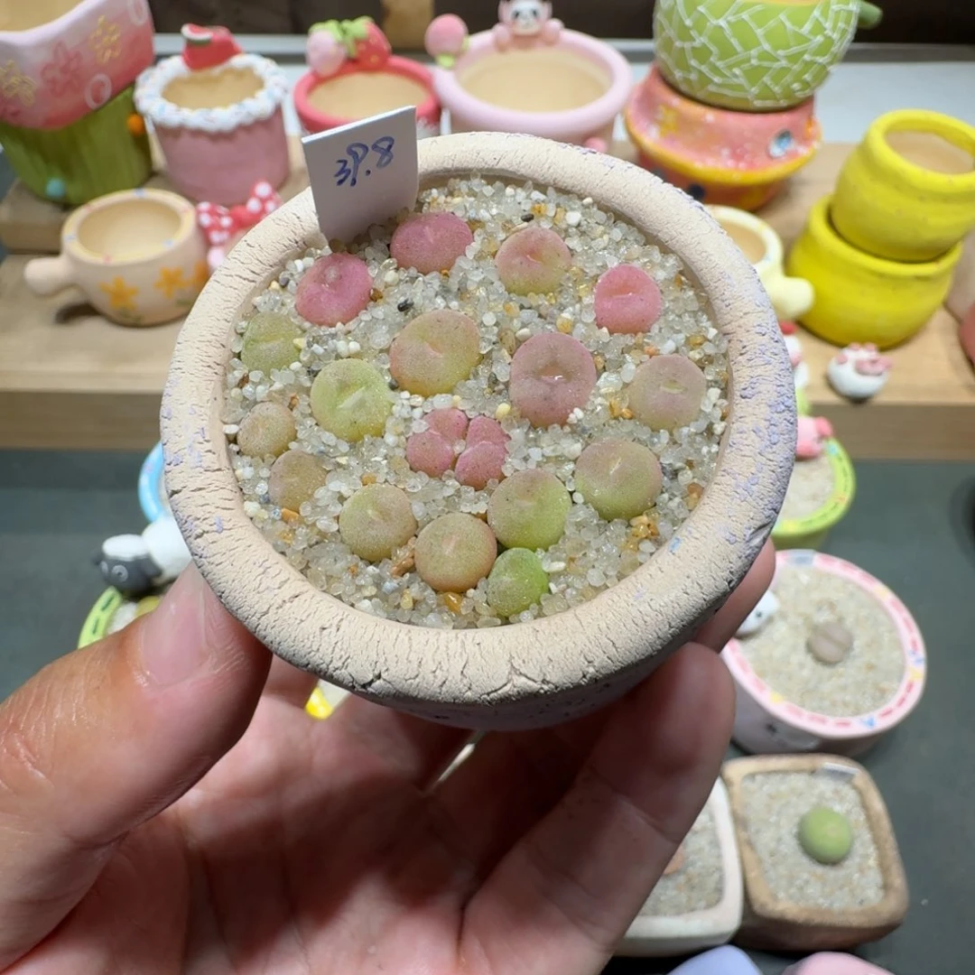 蘑菇247空卡空卡