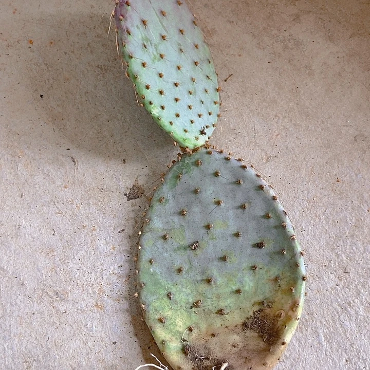 鱼***鱼仙人掌圣丽塔两连片有根