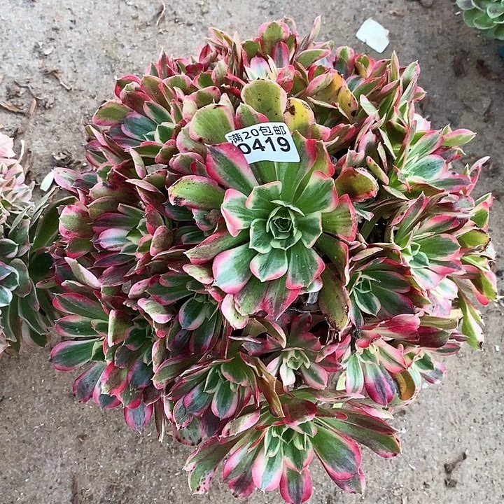 0419 一颗男神法师