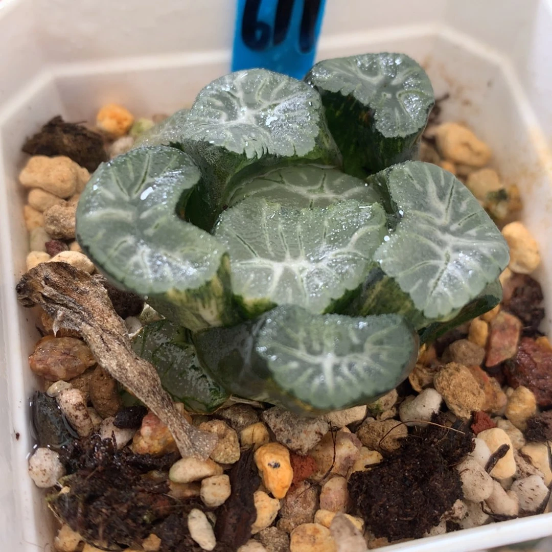 花菱万象锦，带盆一起