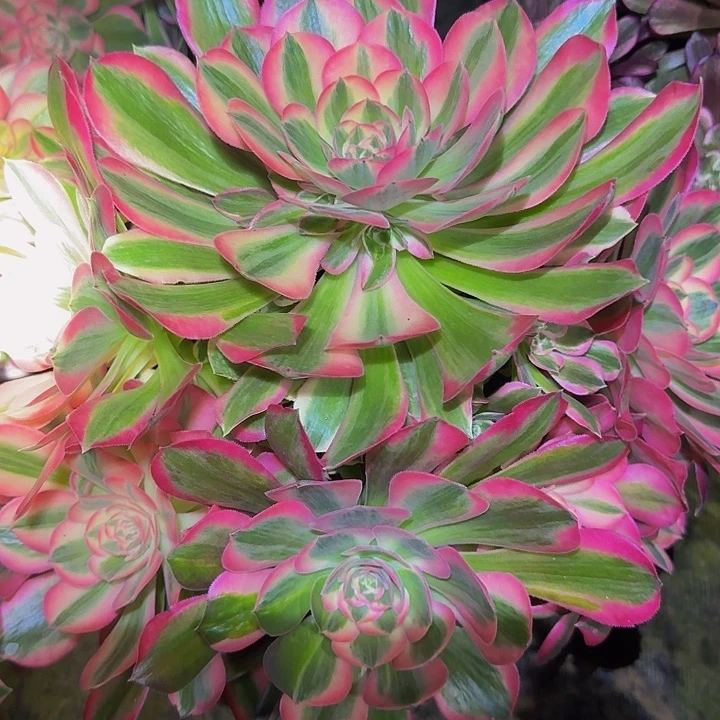 雅**假精品粉女郎捧花特价福利35多肉