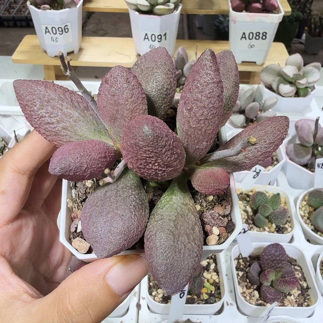 服部水泡多肉植物