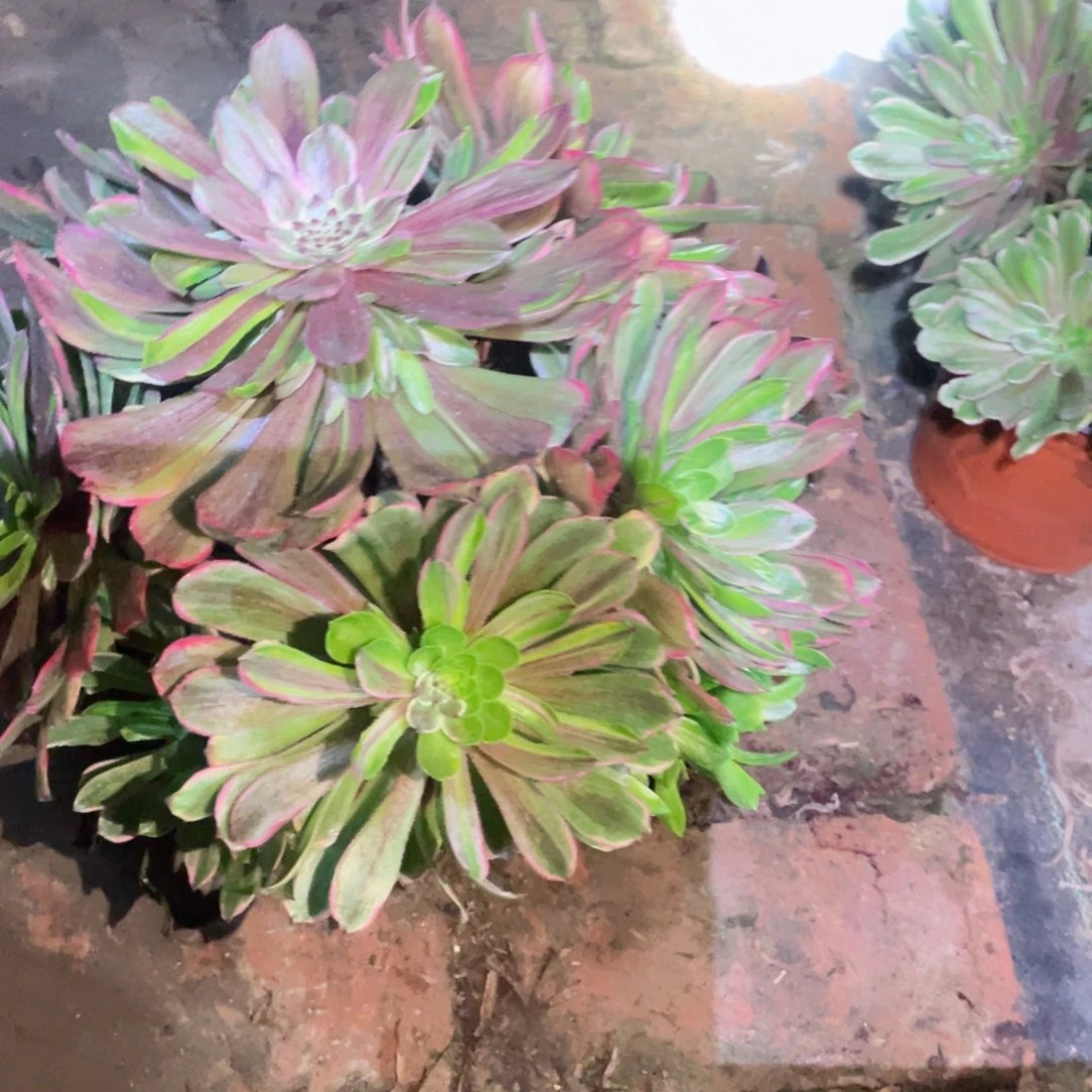 多肉植物粉黛294