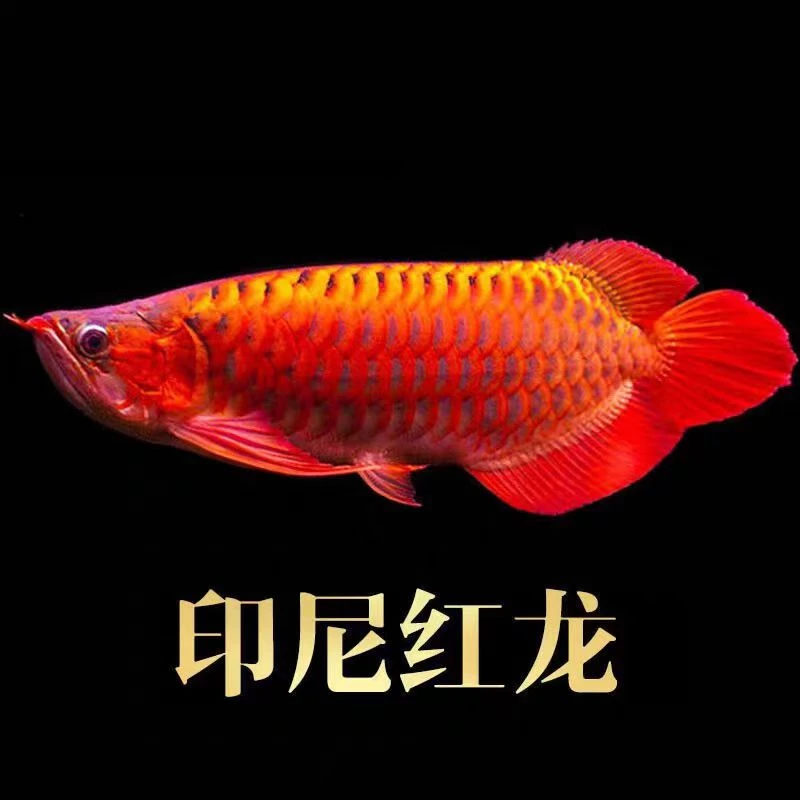 红龙鱼活鱼辣椒赤血龙鱼大型淡水观赏鱼热带鱼