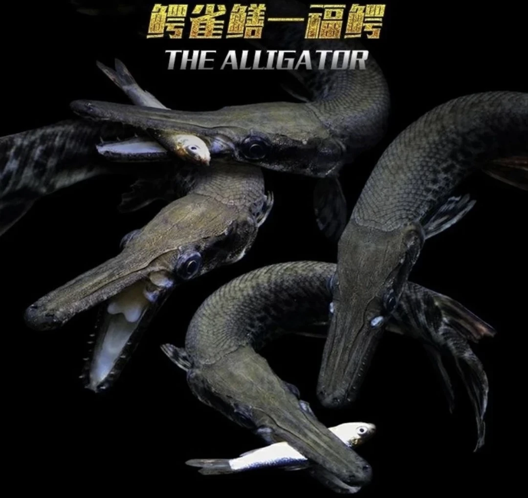 鳄雀鳝福鳄苗好养耐活无需过滤打氧的热带大型观赏鱼活体