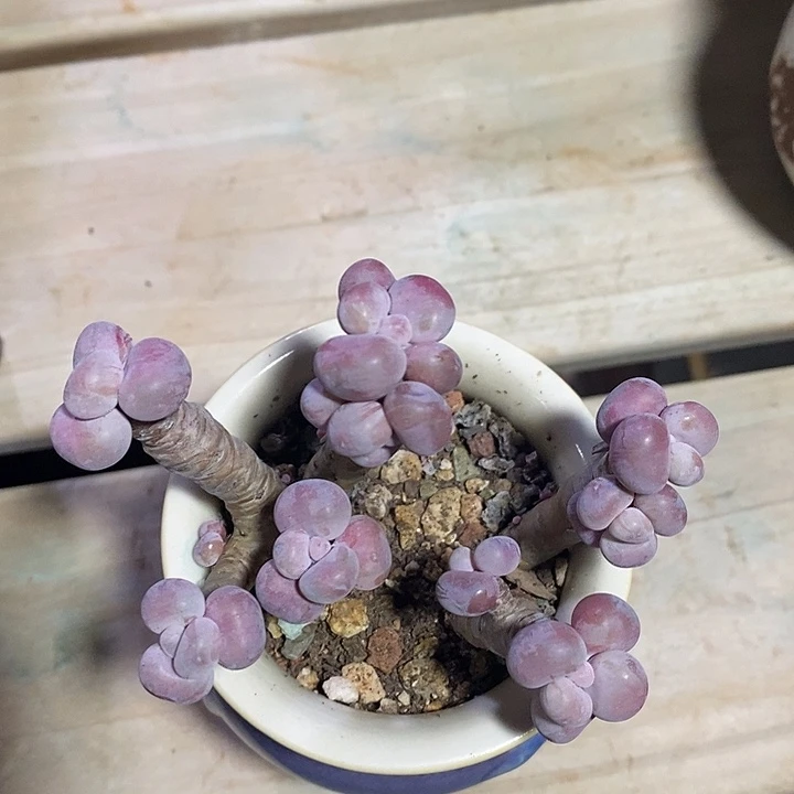 胭脂精品多肉腰子桃蛋008