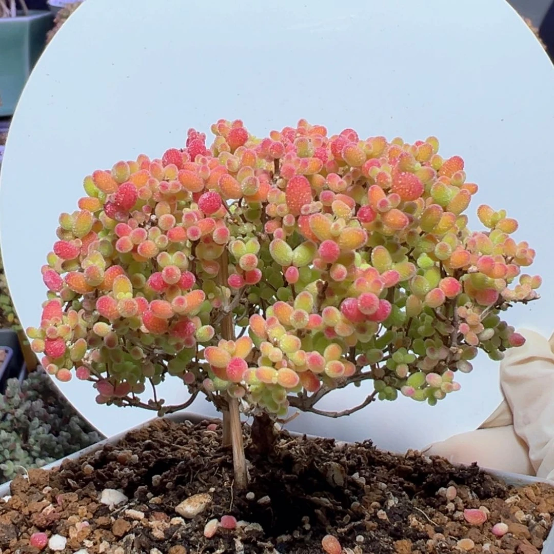 d294蜜桔糖球枝干番杏