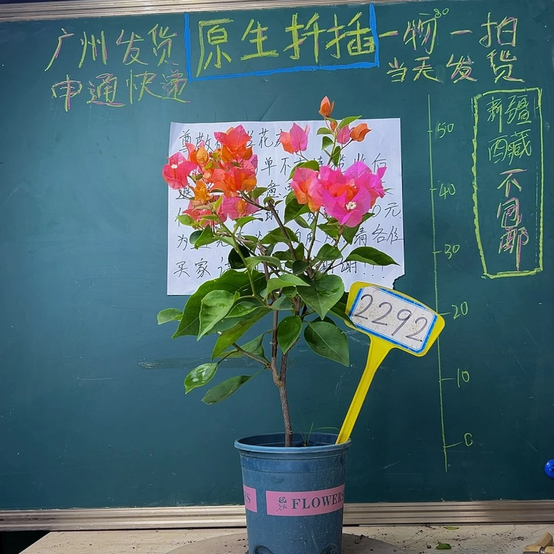 当前无花栽培后可以开花 波伊斯玫瑰 2292