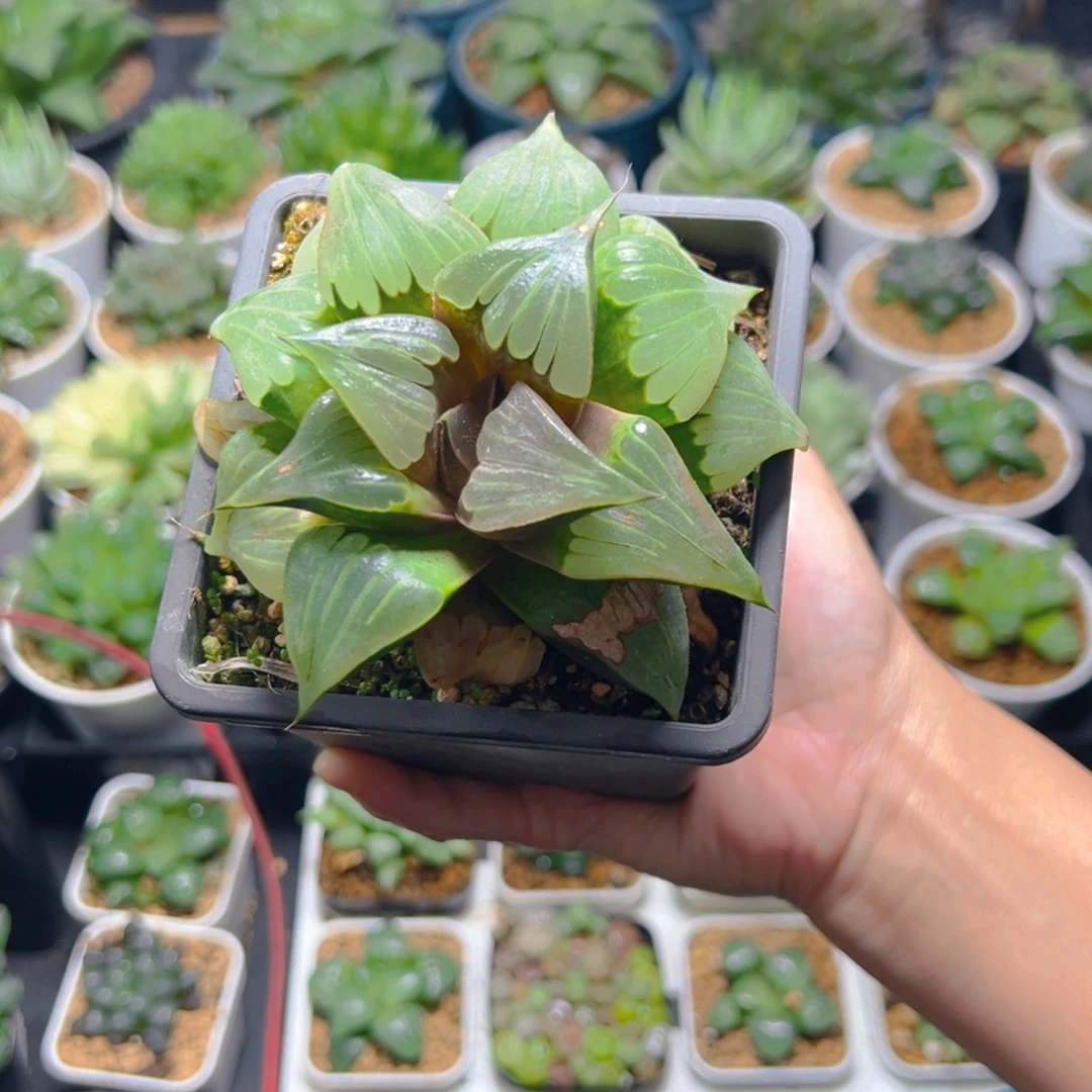 瑕疵媚凤母本玉露多肉
