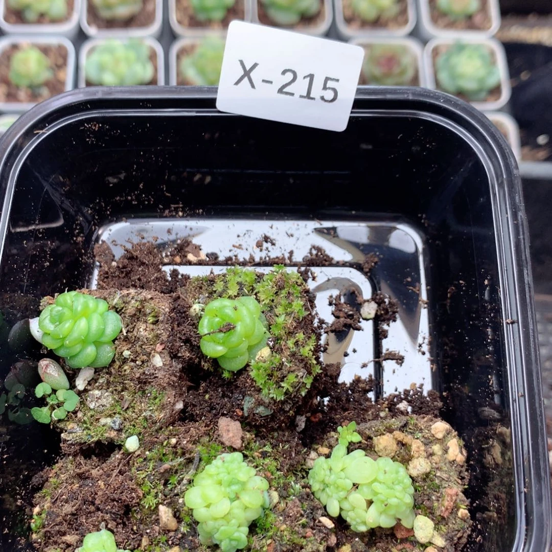 遇***馨无花朵X215英语英语