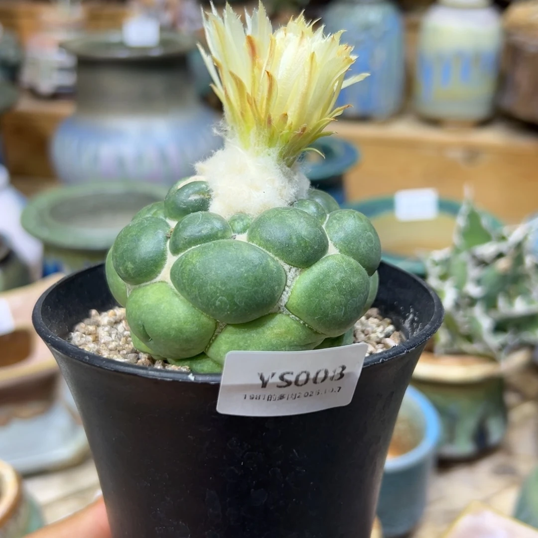 1987花盆ys008无刺象