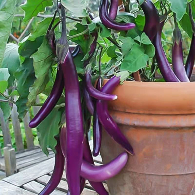 【全店满8包包邮】杭茄一号长茄种子紫红长茄线茄种籽
