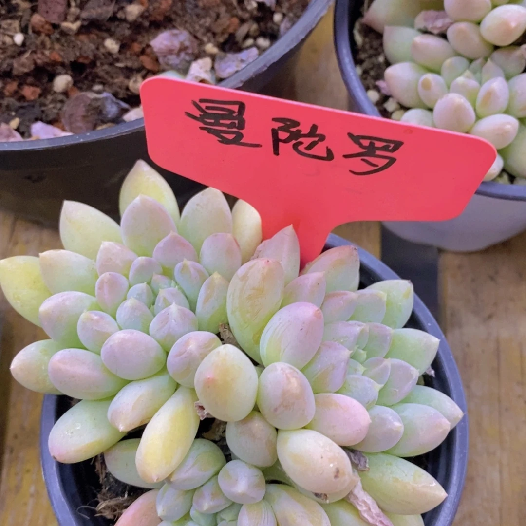 开心多肉，一图一拍