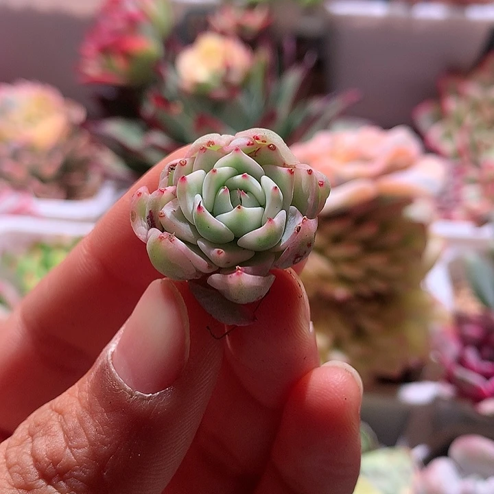 松果红爪腹轮锦有根