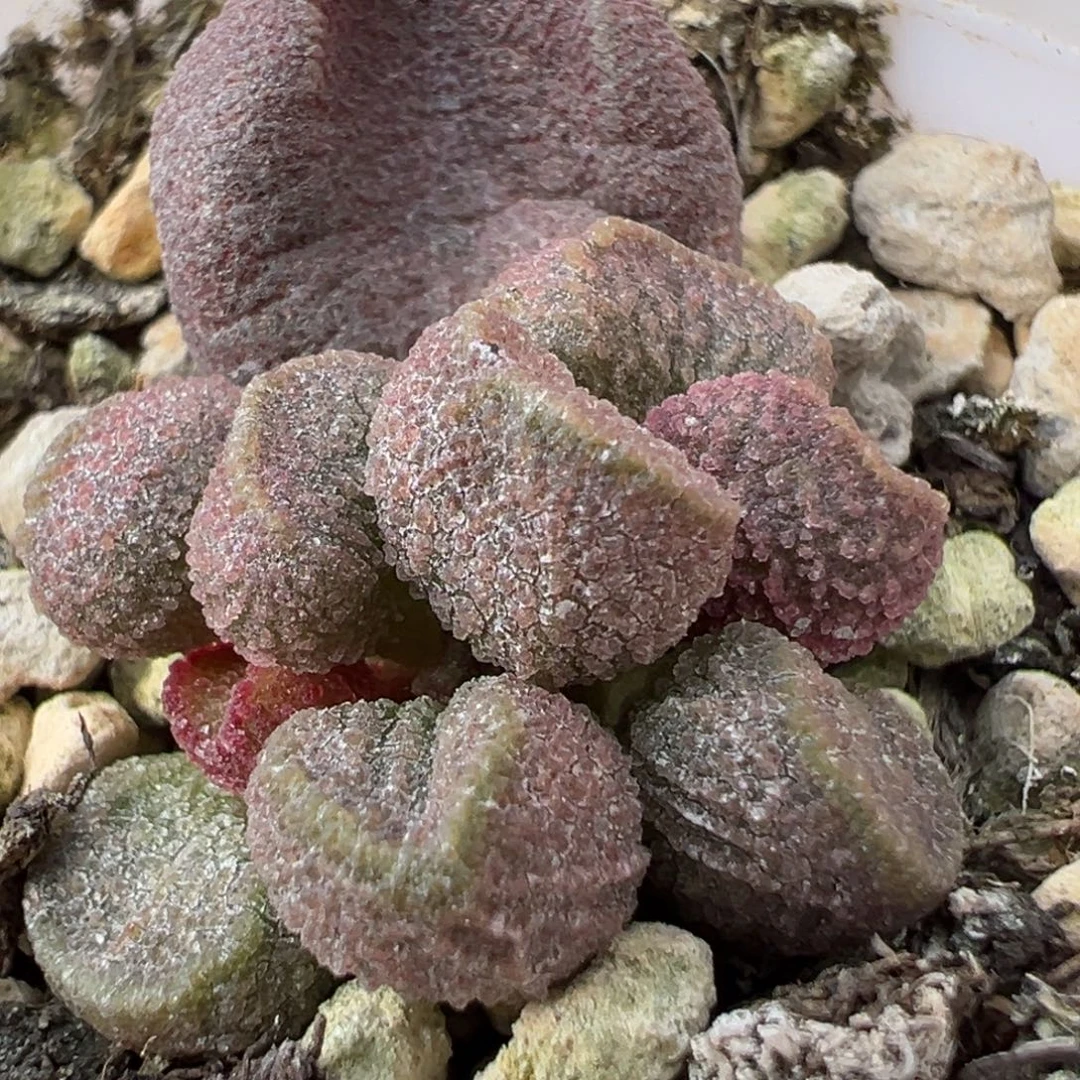 实生新品大苗多肉植物水泡