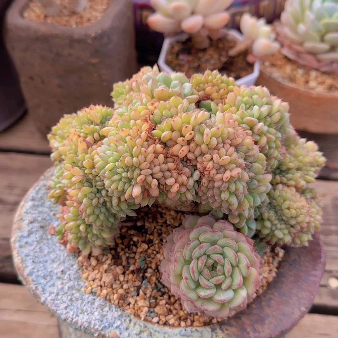 小***胖多条植物多肉植物