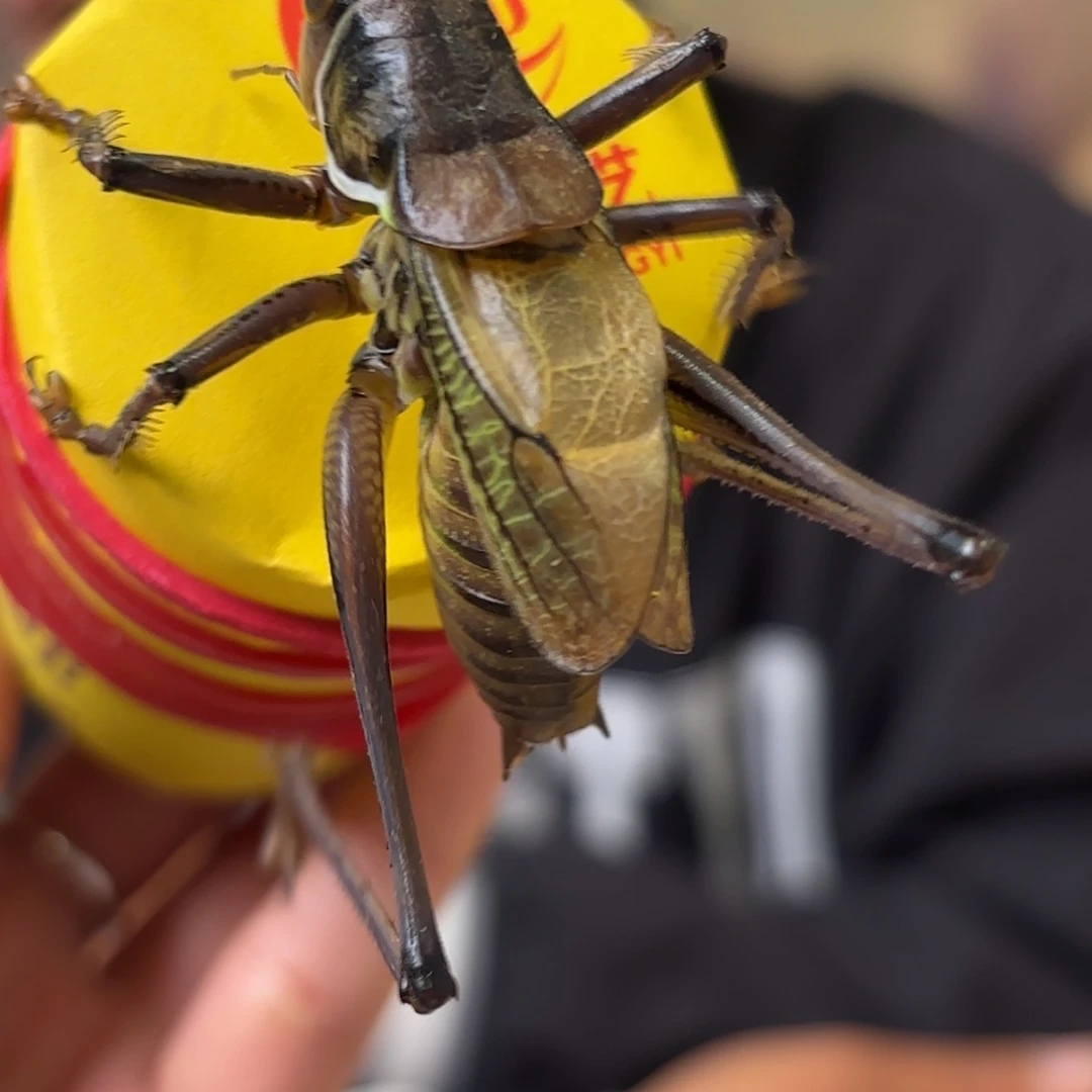 宝***庆蝈蝈蝈蝈福福价格