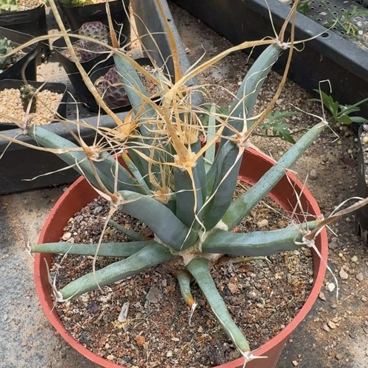 光山实生仙人球