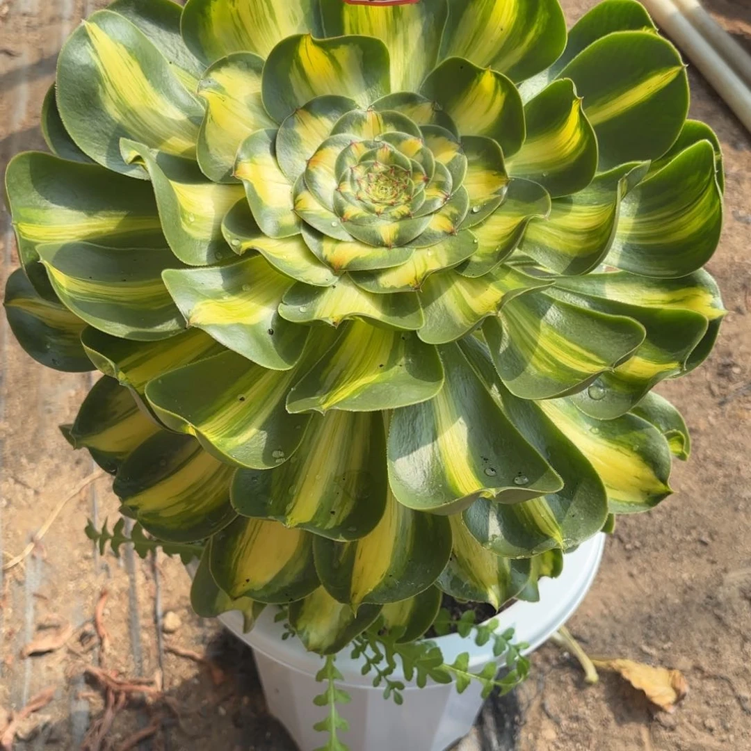 365暴君多肉植物绿植