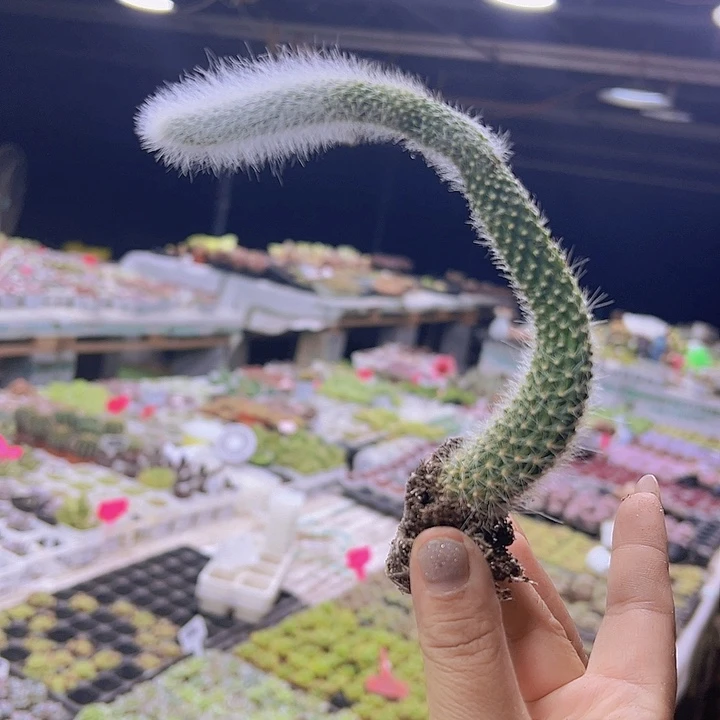 九尾9根19包邮多肉植物