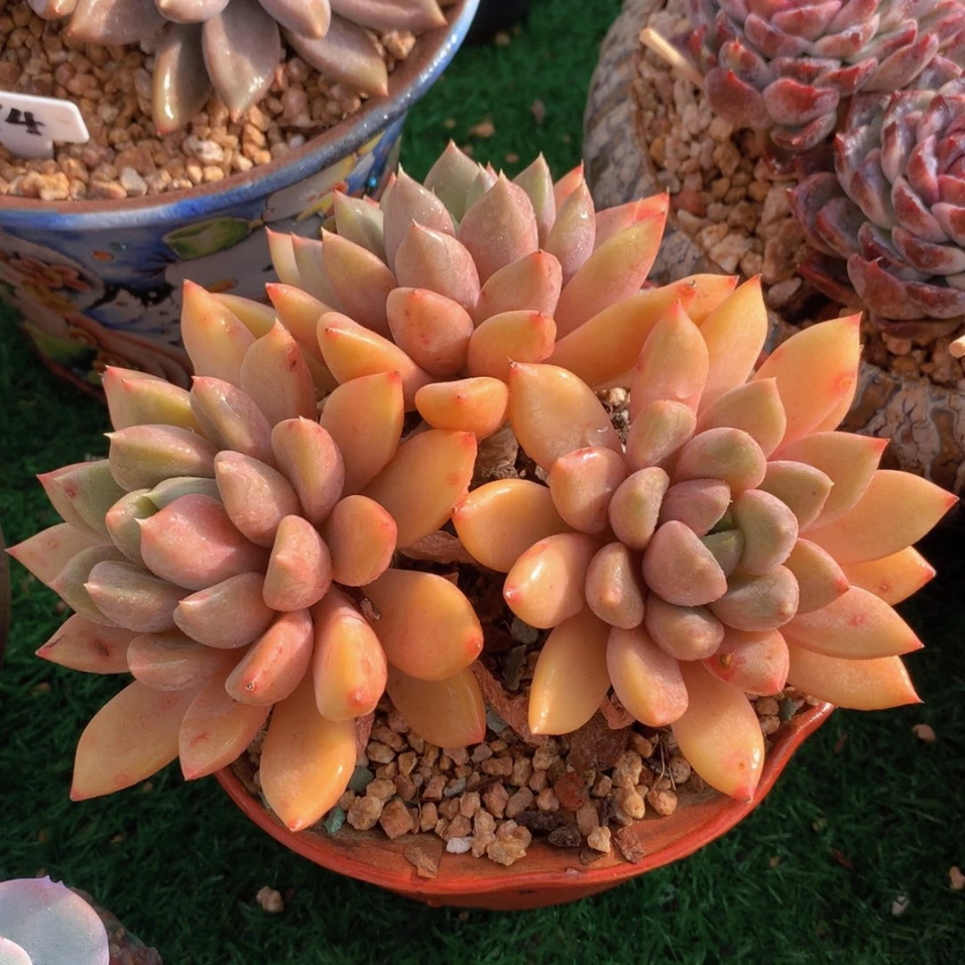 红象牙16 公分一物一拍