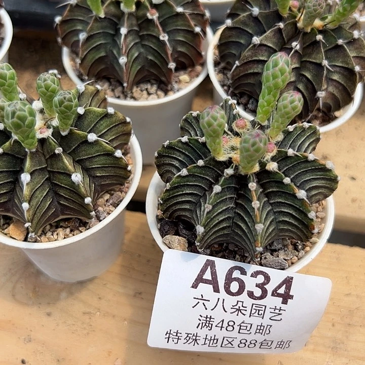 无花朵婷*Z634号4颗肋骨牡丹