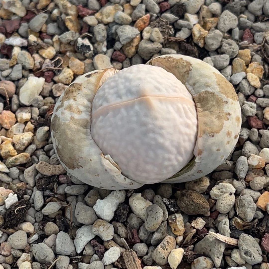 7828高尔夫一颗。